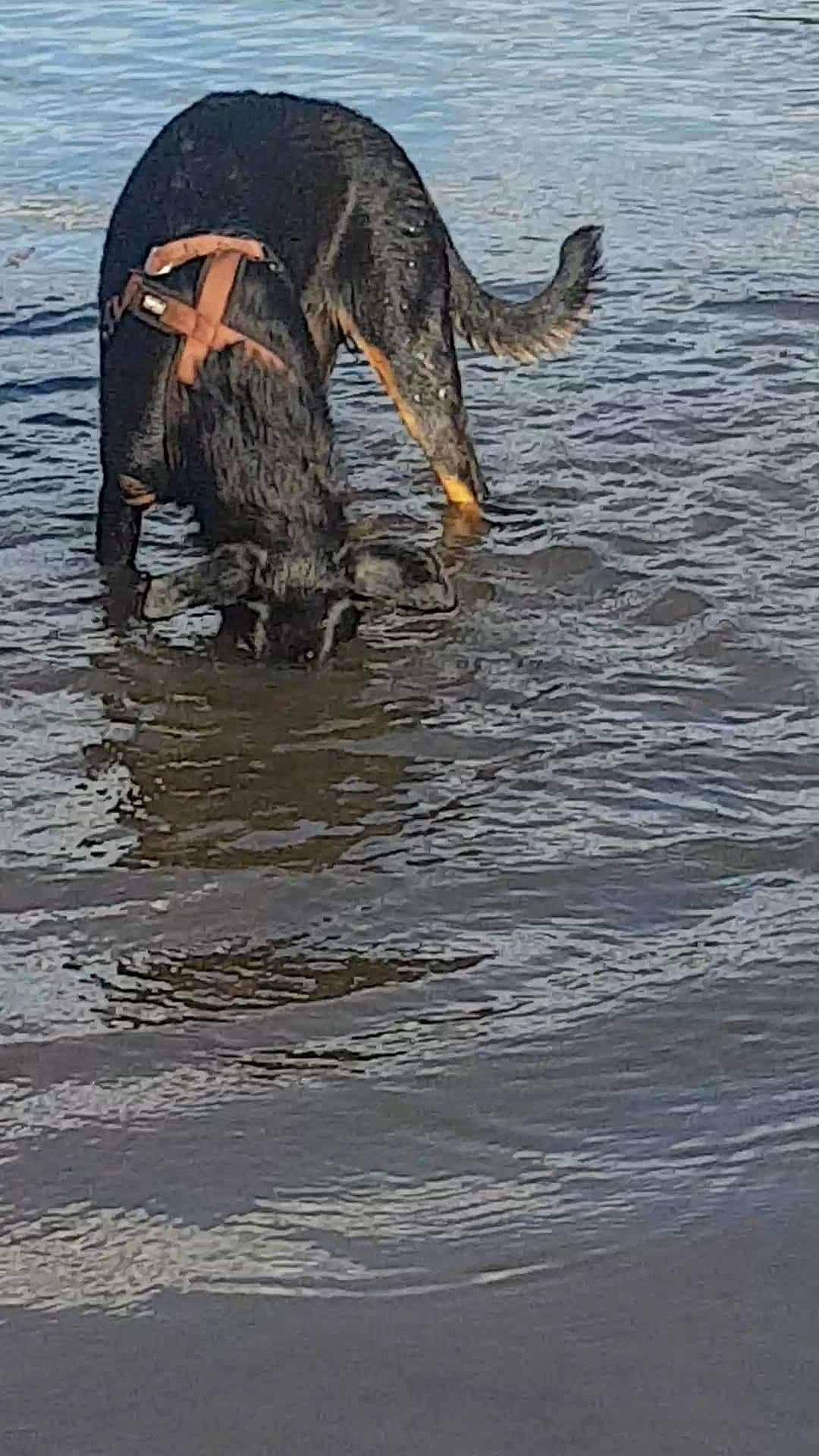 Kuma a rejoint le concours — aidez-le/la à gagner de superbes lots ! _geese_and_swans, beak, canidae, carnivore, dog, dog_breed, ducks, guard_dog, lake, liquid, retriever, seabird, sporting_group, tail, terrestrial_animal, water, water_bird, waterfowl, wildlife, working_animal