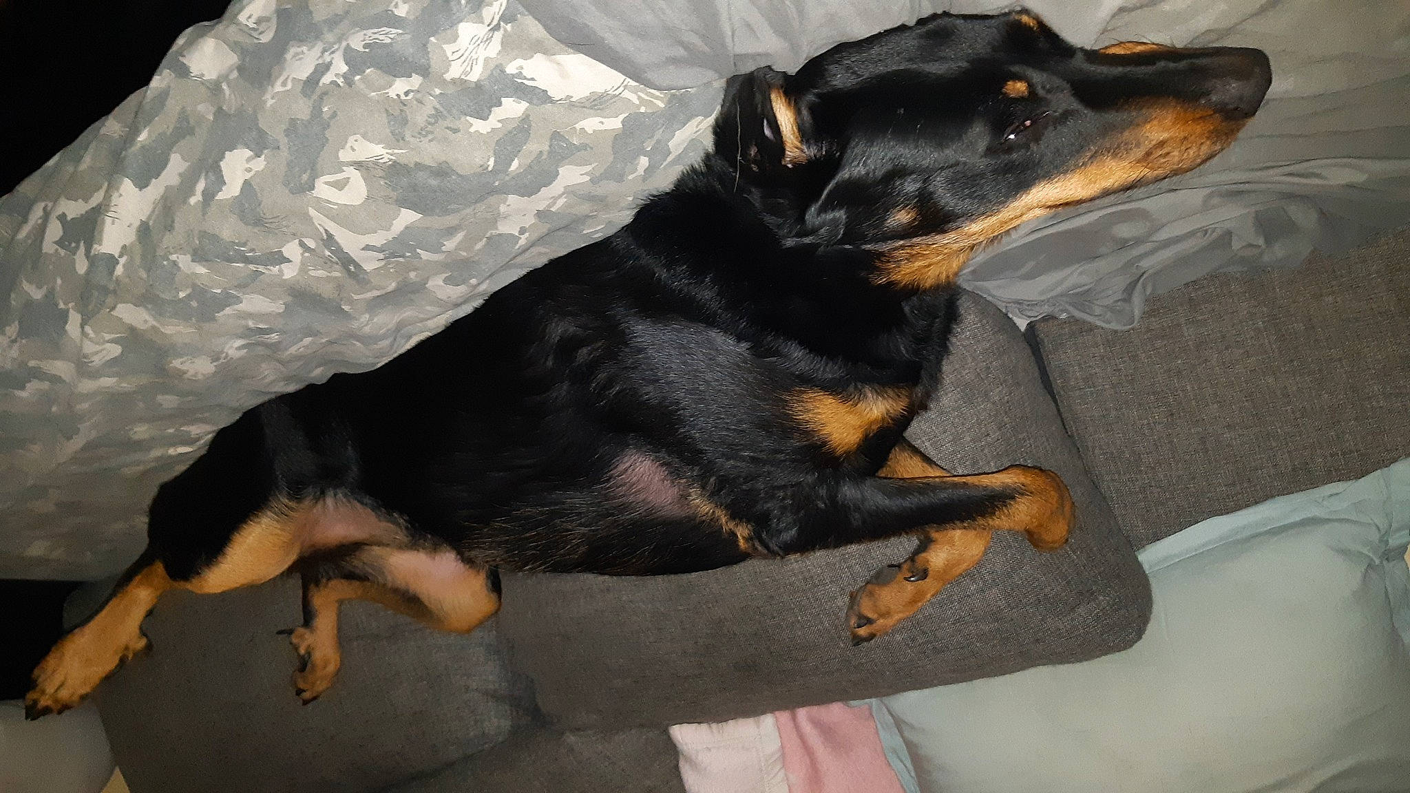 Kuma participe au concours pour gagner de l'argent avec cette photo : carnivore, comfort, companion_dog, dog, dog_breed, grey, guard_dog, hound, mammal, montenegrin_mountain_hound, paw, pinscher, sporting_group, terrestrial_animal, toy_dog, vertebrate, working_animal, working_dog