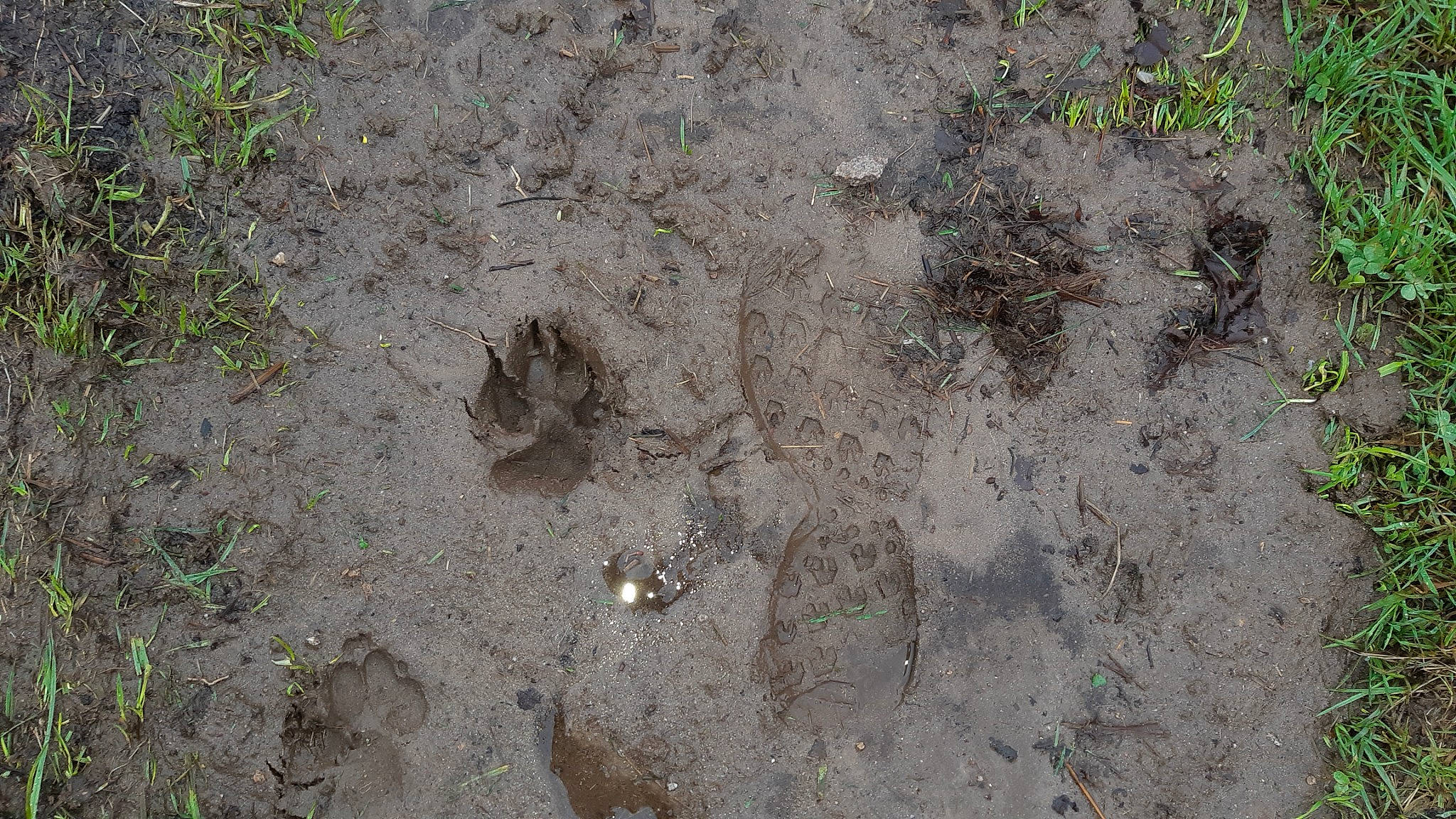 Kuma participe au concours pour gagner de l'argent avec cette photo : bedrock, concrete, event, grass, groundcover, herbaceous_plant, natural_material, plant, road_surface, rock, sand, sedge_family, soil, subshrub