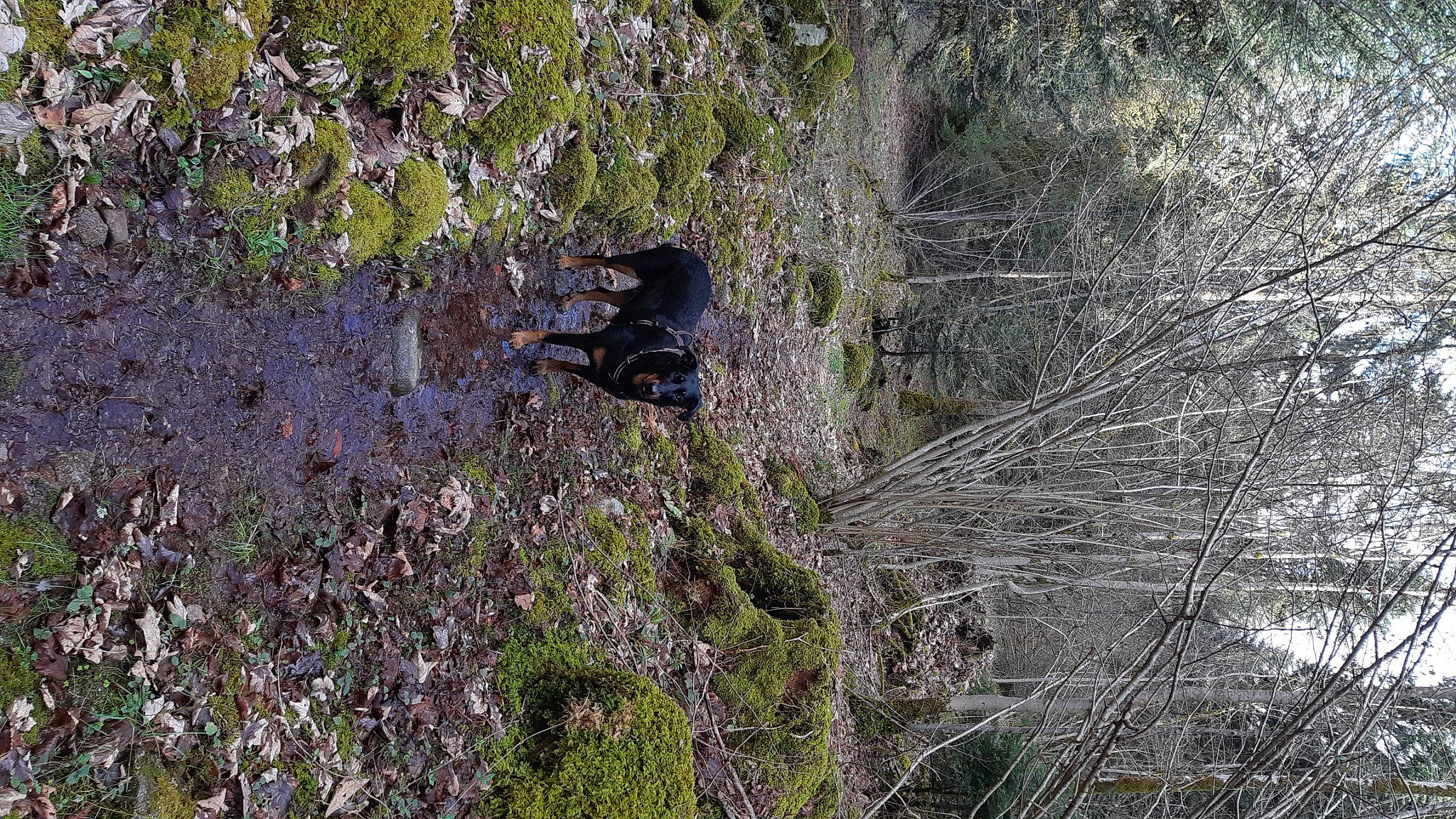 Kuma a rejoint le concours — aidez-le/la à gagner de superbes lots ! bedrock, canidae, carnivore, forest, grass, groundcover, plant, plant_community, recreation, rock, shrub, shrubland, soil, sporting_group, subshrub, tree, trunk, twig, wood, woodland