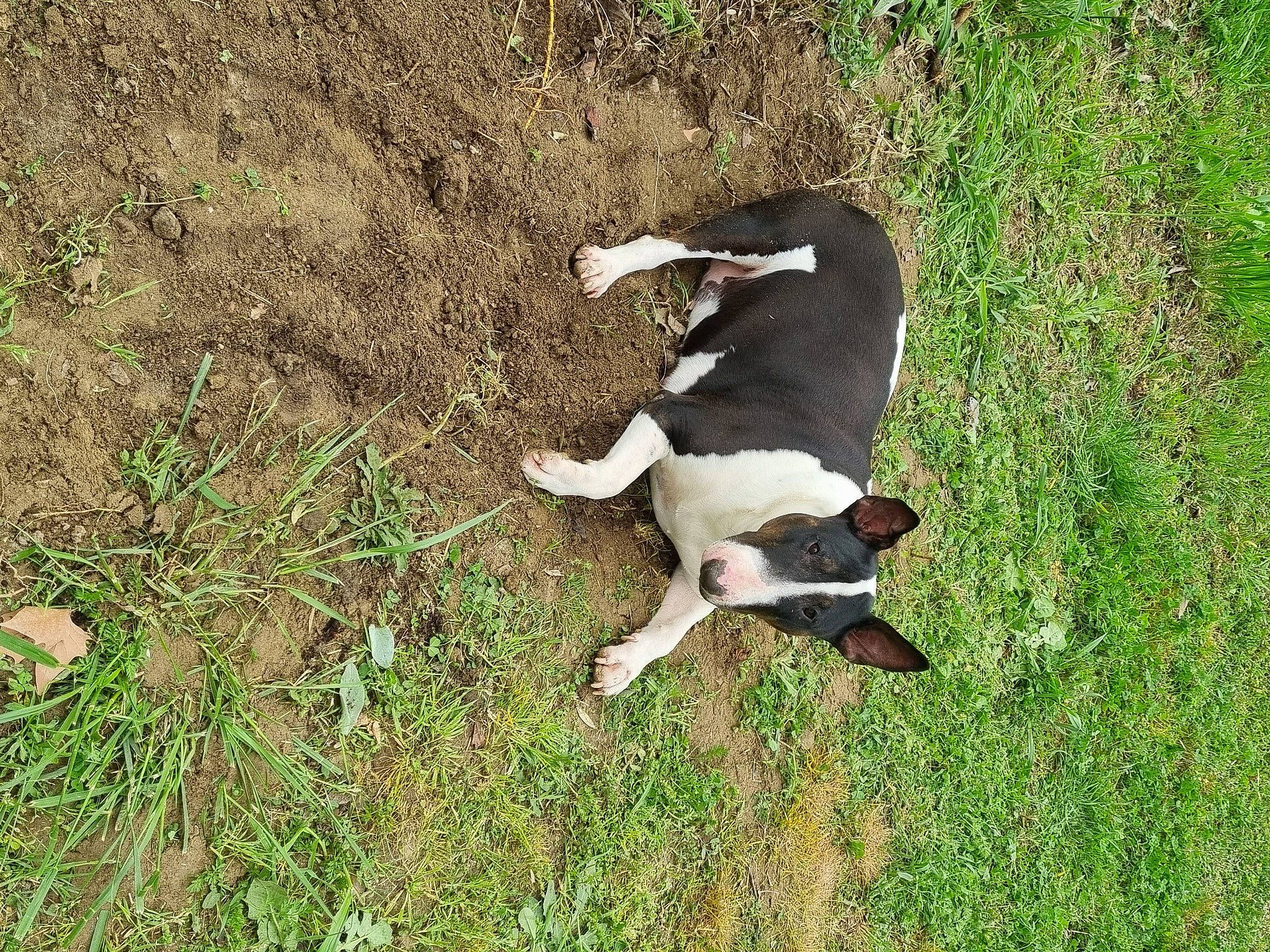 Roxane participe au concours pour gagner de l'argent avec cette photo : canidae, carnivore, companion_dog, dog, dog_breed, fawn, grass, groundcover, hunting_dog, non_sporting_group, plant, snout, soil, sporting_group, tail, terrestrial_animal, working_animal