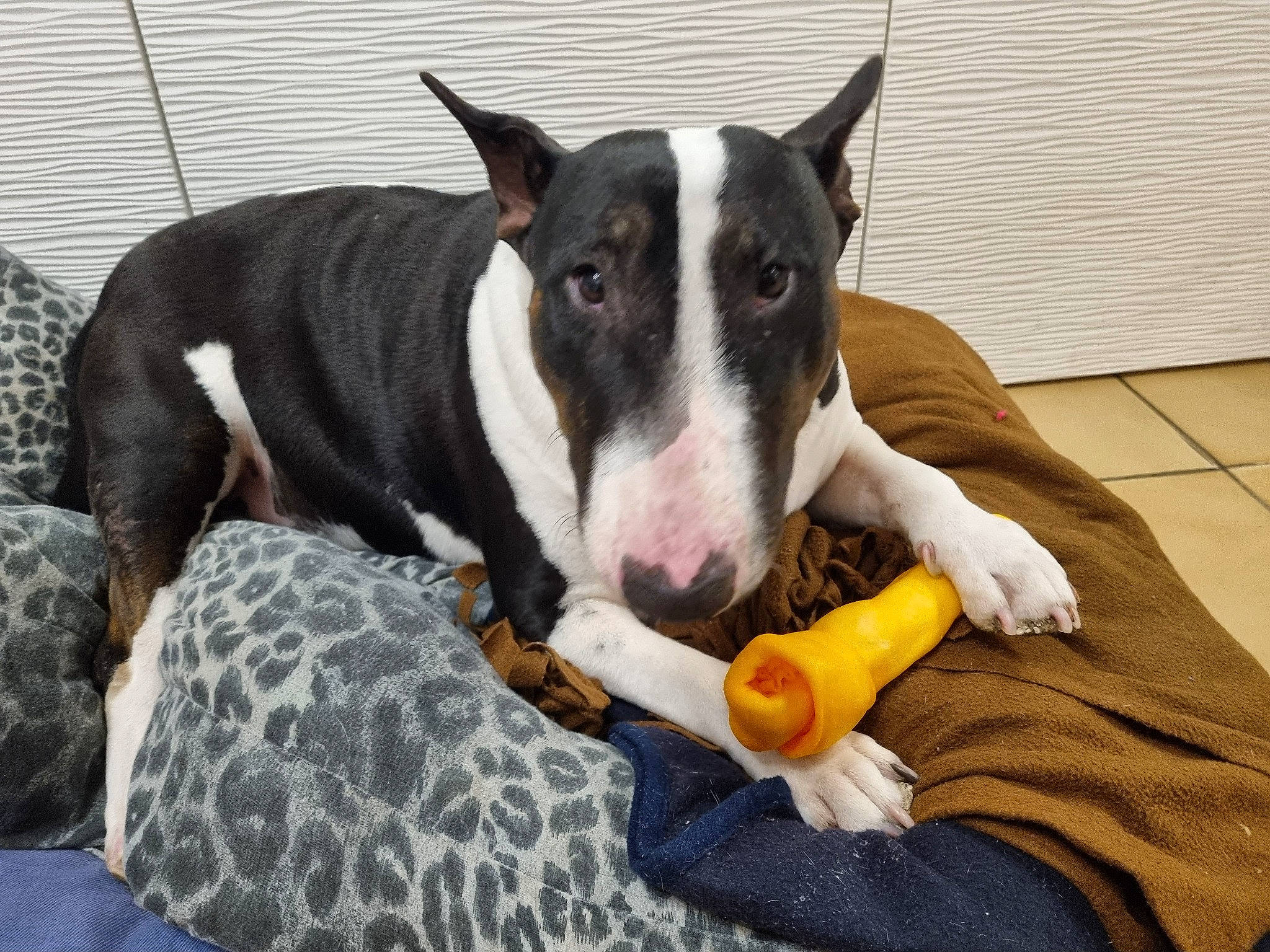 Roxane participe au concours pour gagner de l'argent avec cette photo : bull_terrier, canidae, carnivore, collar, comfort, companion_dog, dog, dog_breed, dog_collar, dog_supply, fawn, non_sporting_group, pet_supply, snout, sporting_group, terrestrial_animal, whiskers, working_animal, working_dog