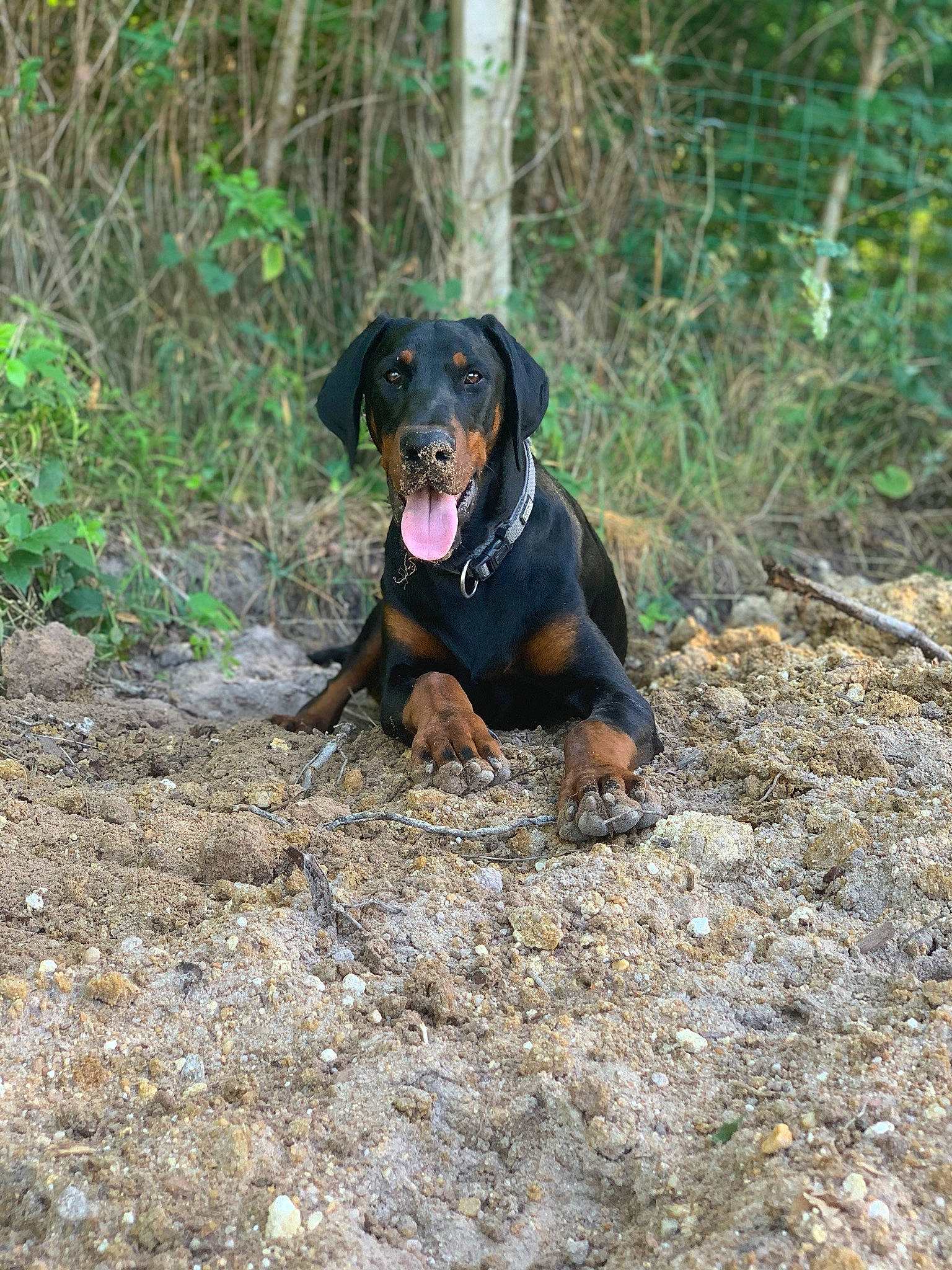 Squeed participe au concours pour gagner de l'argent avec cette photo : canidae, carnivore, collar, companion_dog, dog, dog_breed, grass, hound, hunting_dog, liver, montenegrin_mountain_hound, plant, snout, soil, sporting_group, terrestrial_animal, working_animal, working_dog