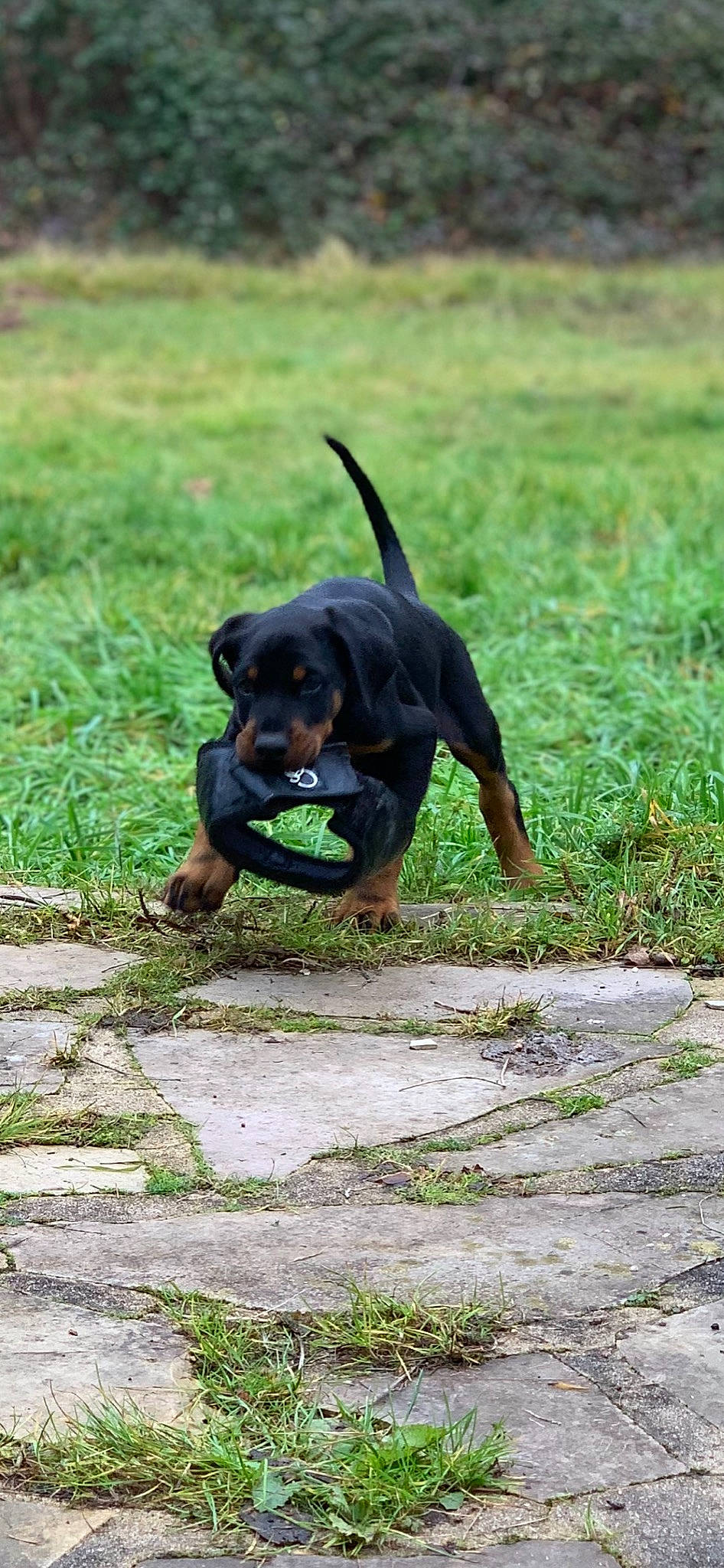 Squeed participe au concours pour gagner de l'argent avec cette photo : austrian_black_and_tan_hound, canidae, carnivore, companion_dog, dog, dog_breed, fawn, grass, grassland, groundcover, guard_dog, montenegrin_mountain_hound, pinscher, plant, snout, sporting_group, tail, terrestrial_animal, working_animal, working_dog