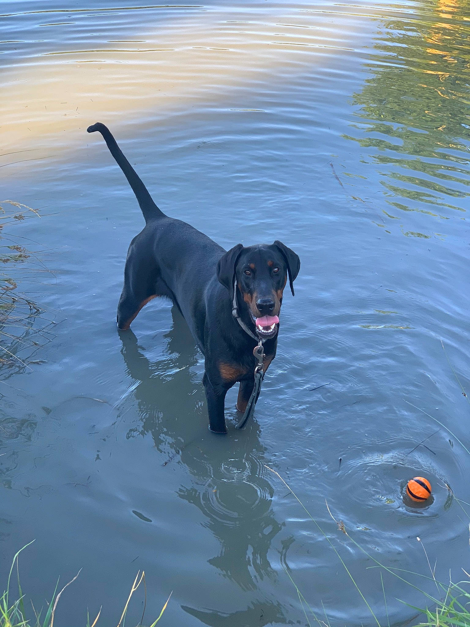 Squeed a rejoint le concours — aidez-le/la à gagner de superbes lots ! canidae, carnivore, collar, companion_dog, dog, dog_breed, dog_collar, fluid, guard_dog, gun_dog, lake, liquid, mammal, personal_protective_equipment, reflection, retriever, sporting_group, tail, water, working_animal