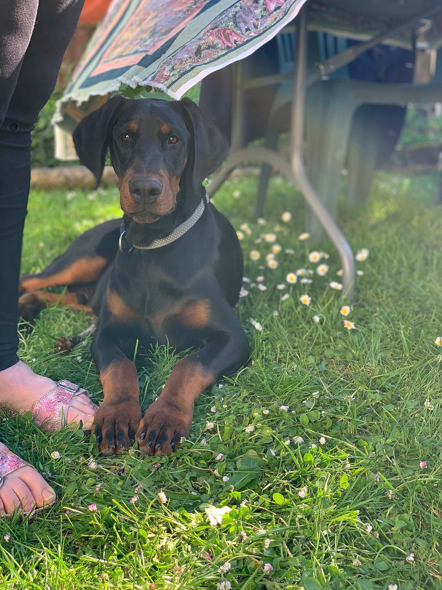 Squeed participe au concours pour gagner de l'argent avec cette photo : canidae, carnivore, collar, companion_dog, dog, dog_breed, fawn, flower, grass, guard_dog, herbaceous_plant, hound, montenegrin_mountain_hound, pinscher, plant, snout, sporting_group, toy_dog, working_animal, working_dog
