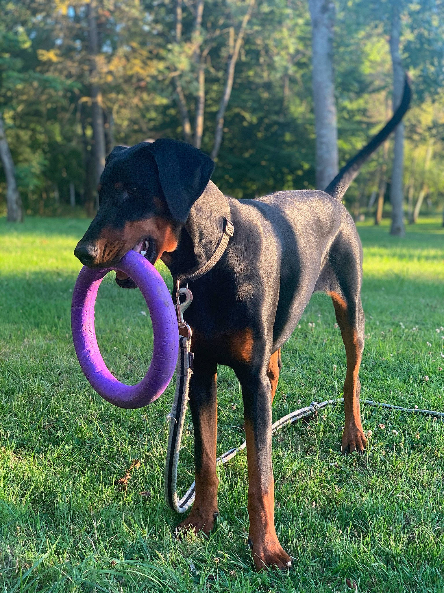 Squeed a rejoint le concours — aidez-le/la à gagner de superbes lots ! canidae, carnivore, collar, companion_dog, dobermann, dog, dog_breed, dog_supply, electric_blue, fawn, grass, guard_dog, pinscher, plant, scent_hound, sporting_group, toy_dog, tree, vertebrate, working_animal