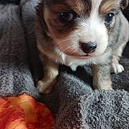 Brownie a rejoint le concours — aidez-le/la à gagner de superbes lots ! puppy, dog, young, cute, small, fur, blanket, bedspread, indoor, pet, animal, cozy, soft, brown, white, black, adorable, portrait, resting, curious