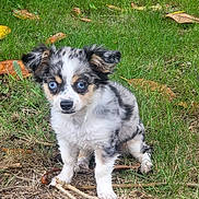 Athena participe au concours pour gagner de l'argent avec cette photo : adorable, animal, background, blue_eyes, canine, curious, cute, dog, fluffy, fur, grass, leaf, nature, outdoor, pet, puppy, sitting, small, spot, young
