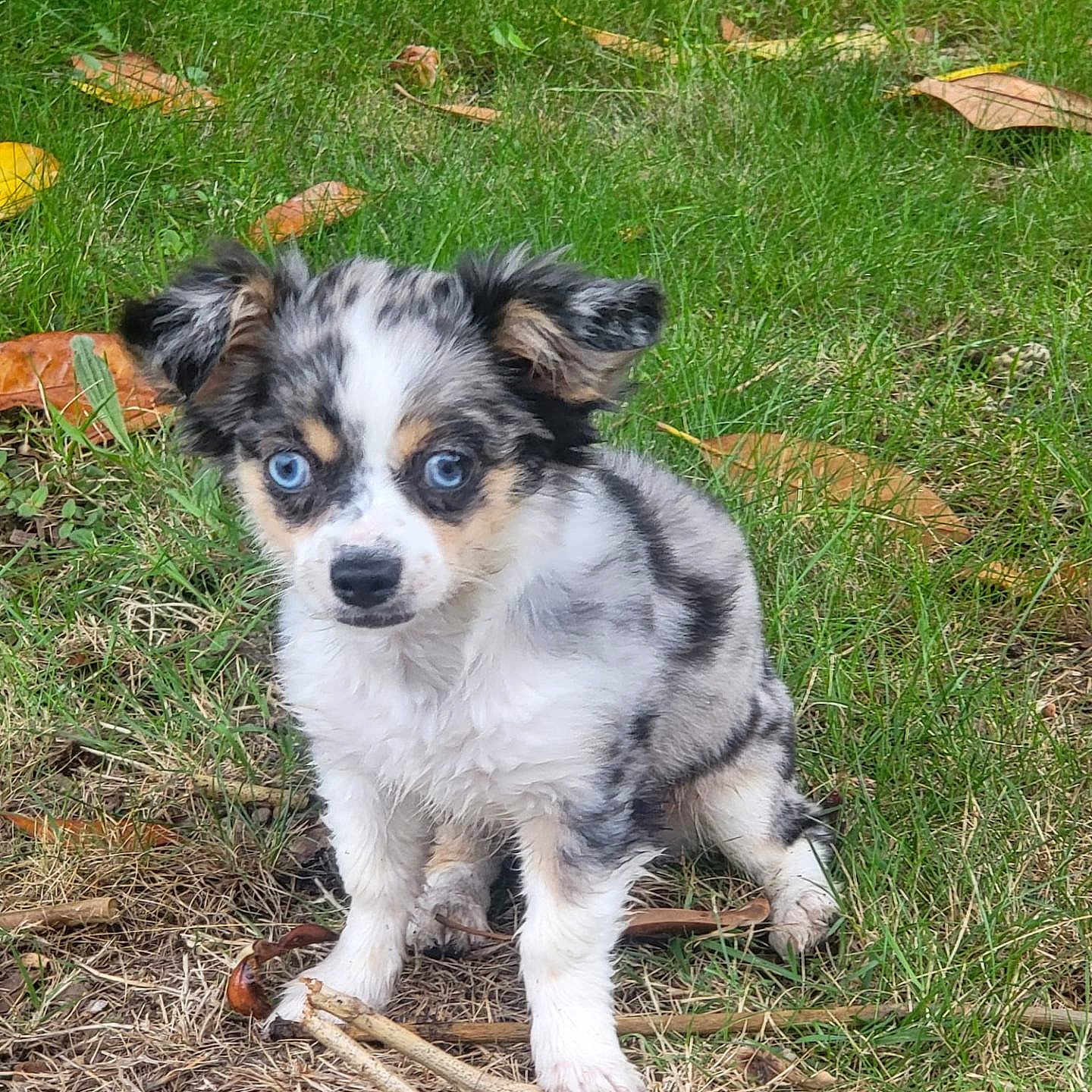 Athena