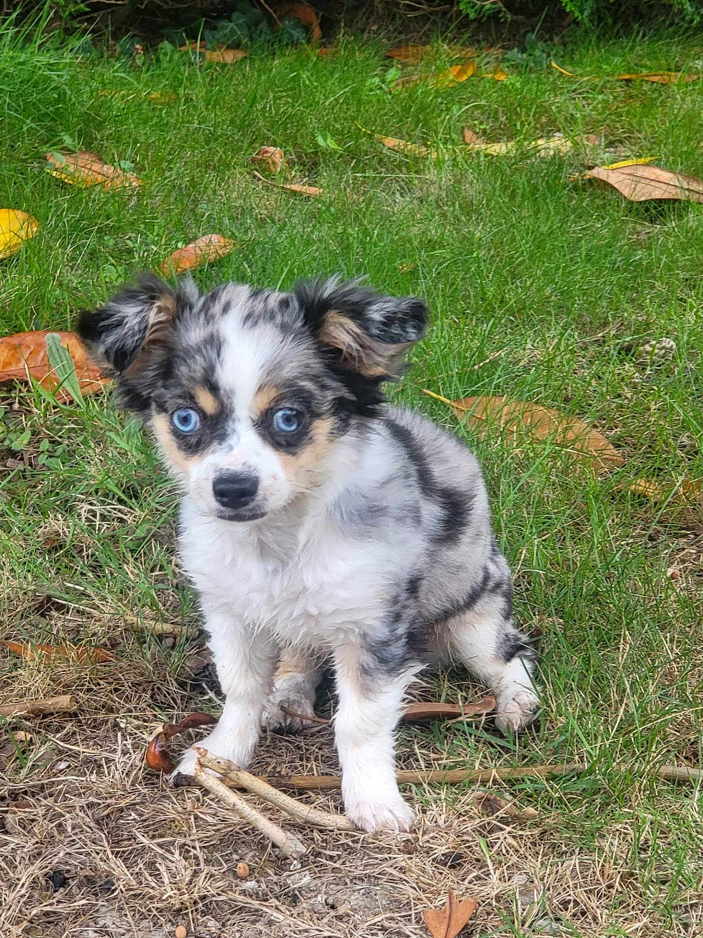 Athena