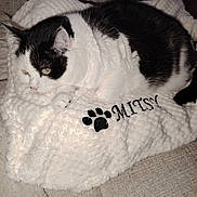 Mitsy a rejoint le concours — aidez-le/la à gagner de superbes lots ! cat, black_and_white, fluffy_blanket, embroidered_text, paw_print, couch, relaxing, indoor, pet, feline, cozy, resting, fur, white, black, comfortable, home, animal, cute, soft