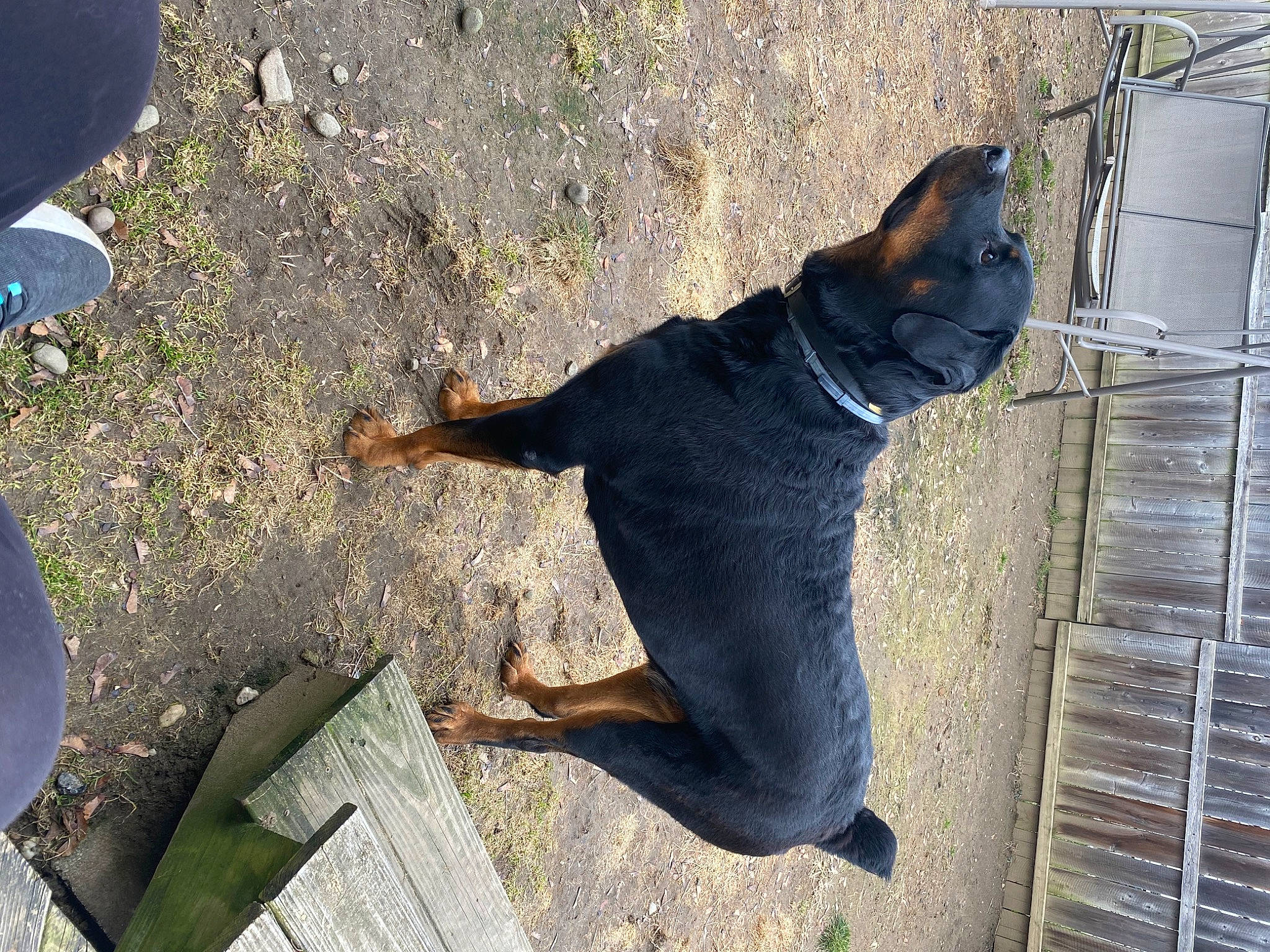 Bruno is registered to the contest to win money with this photo: carnivore, collar, companion_dog, dog, dog_breed, dog_collar, domestic_short_haired_cat, fawn, felidae, fur, leash, shadow, small_to_medium_sized_cats, snout, sporting_group, tail, tree, whiskers, window, wood