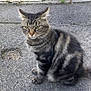 cat, tabby, animal, pet, outdoor, asphalt, gray, striped, sitting, fur, whiskers, ears, tail, side_view, urban, street, nature, closeup, expression, feline