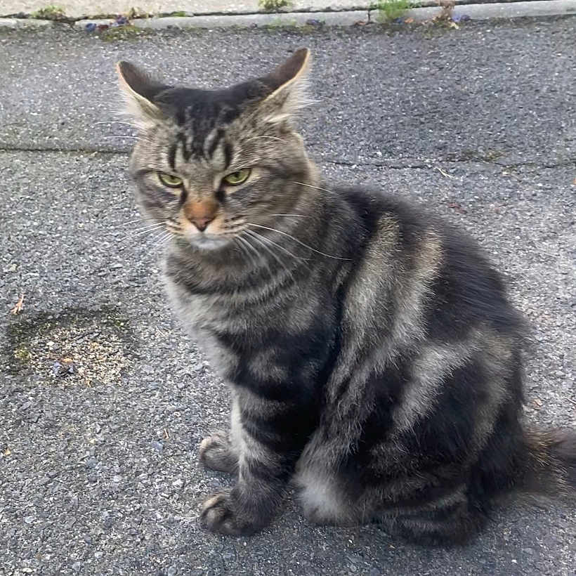 Ruby a rejoint le concours — aidez-le/la à gagner de superbes lots ! animal, asphalt, cat, closeup, ears, expression, feline, fur, gray, nature, outdoor, pet, side_view, sitting, street, striped, tabby, tail, urban, whiskers