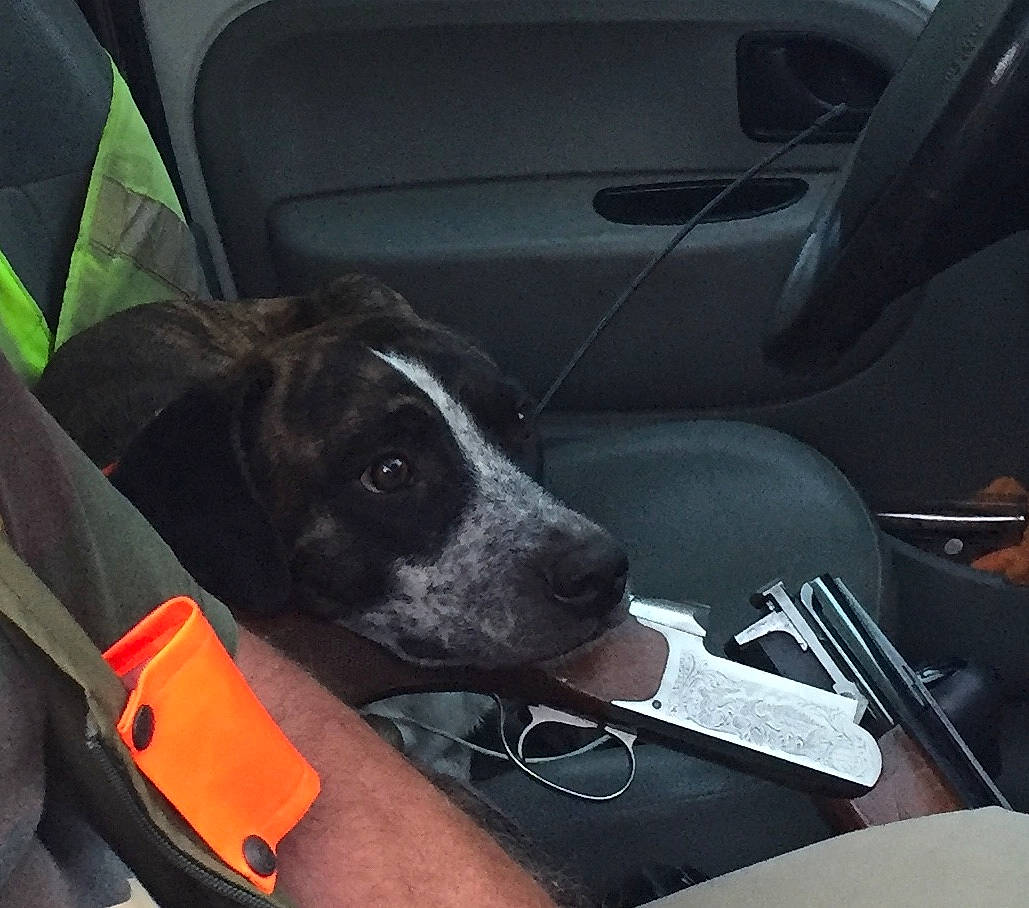 Nino participe au concours pour gagner de l'argent avec cette photo : auto_part, automotive_design, automotive_exterior, car_seat, car_seat_cover, carnivore, comfort, companion_dog, dog, dog_breed, dog_collar, head_restraint, mode_of_transport, motor_vehicle, personal_luxury_car, snout, vehicle, vehicle_door, whiskers, working_animal