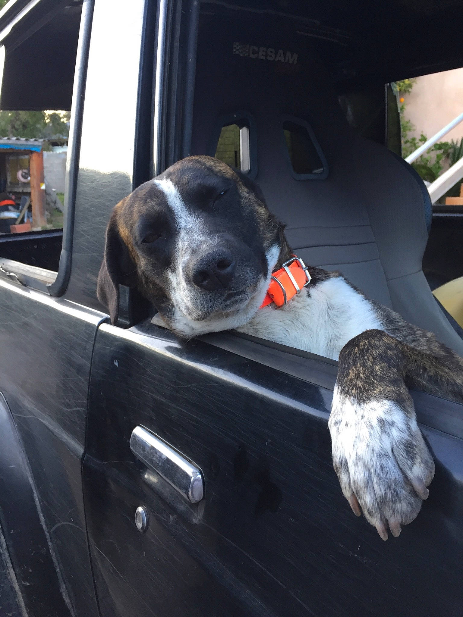 Nino participe au concours pour gagner de l'argent avec cette photo : auto_part, automotive_design, automotive_exterior, automotive_lighting, automotive_mirror, bumper, car, car_seat, car_seat_cover, carnivore, companion_dog, dog, dog_breed, motor_vehicle, personal_luxury_car, steering_wheel, trunk, vehicle, vehicle_door, window