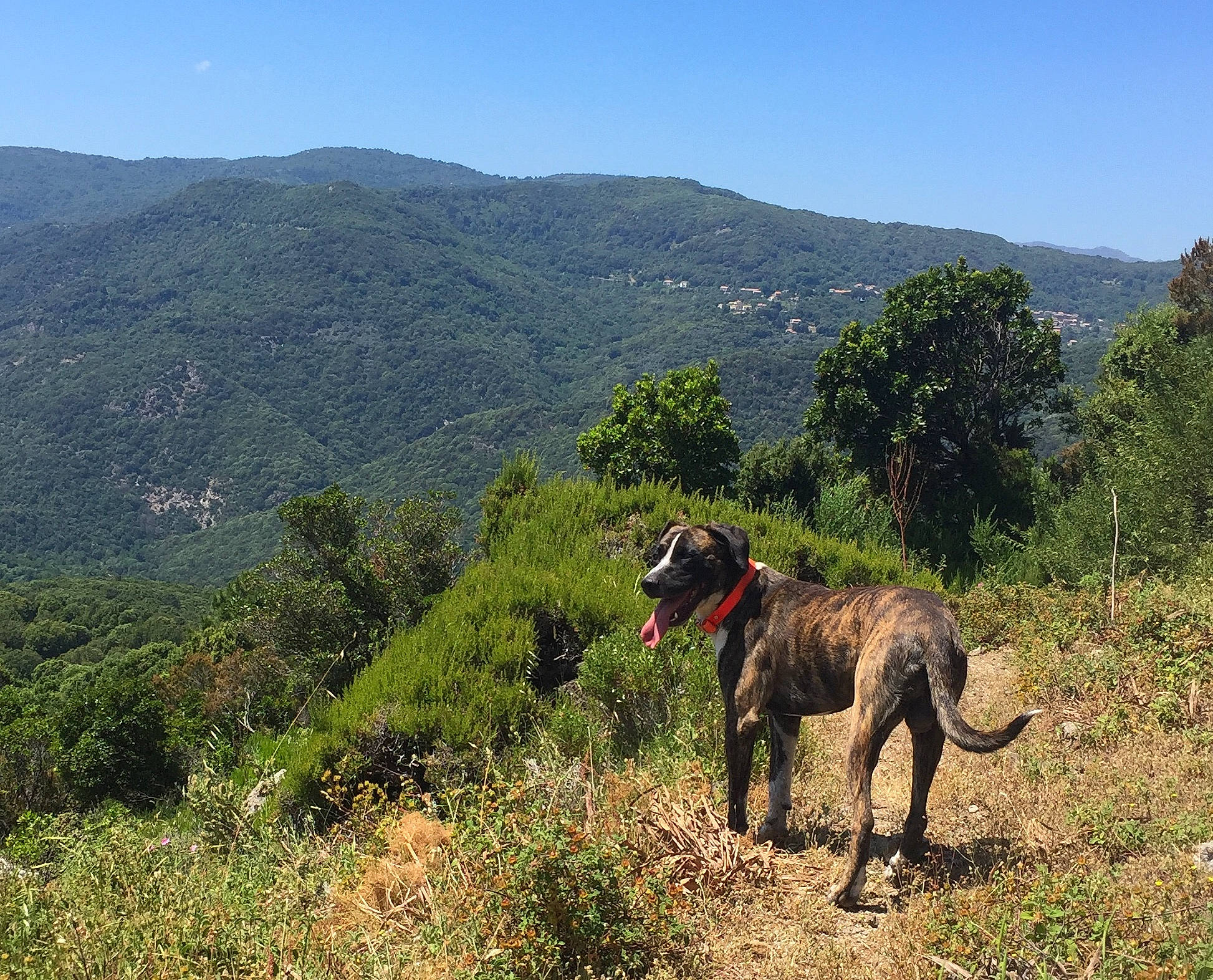Nino a rejoint le concours — aidez-le/la à gagner de superbes lots ! carnivore, collar, dog, dog_breed, forest, grass, grassland, hill, landscape, meadow, mountain, mountain_range, natural_landscape, plant, plant_community, sky, sporting_group, trail, tree, working_animal