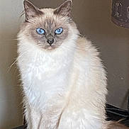 Nouchka Princess a rejoint le concours — aidez-le/la à gagner de superbes lots ! animal, blue_eyes, calm, cat, cream_fur, domestic_cat, feline, fluffy, furry, household, indoor, light_brown, looking_at_camera, mammal, pet, portrait, quiet, sitting, tail, whiskers