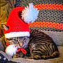cat, tabby, knitted_hat, santa_hat, pom_poms, blanket, crocheted_blanket, striped, cozy, indoor, pet, animal, fur, whiskers, ears, resting, cute, festive, holiday, home