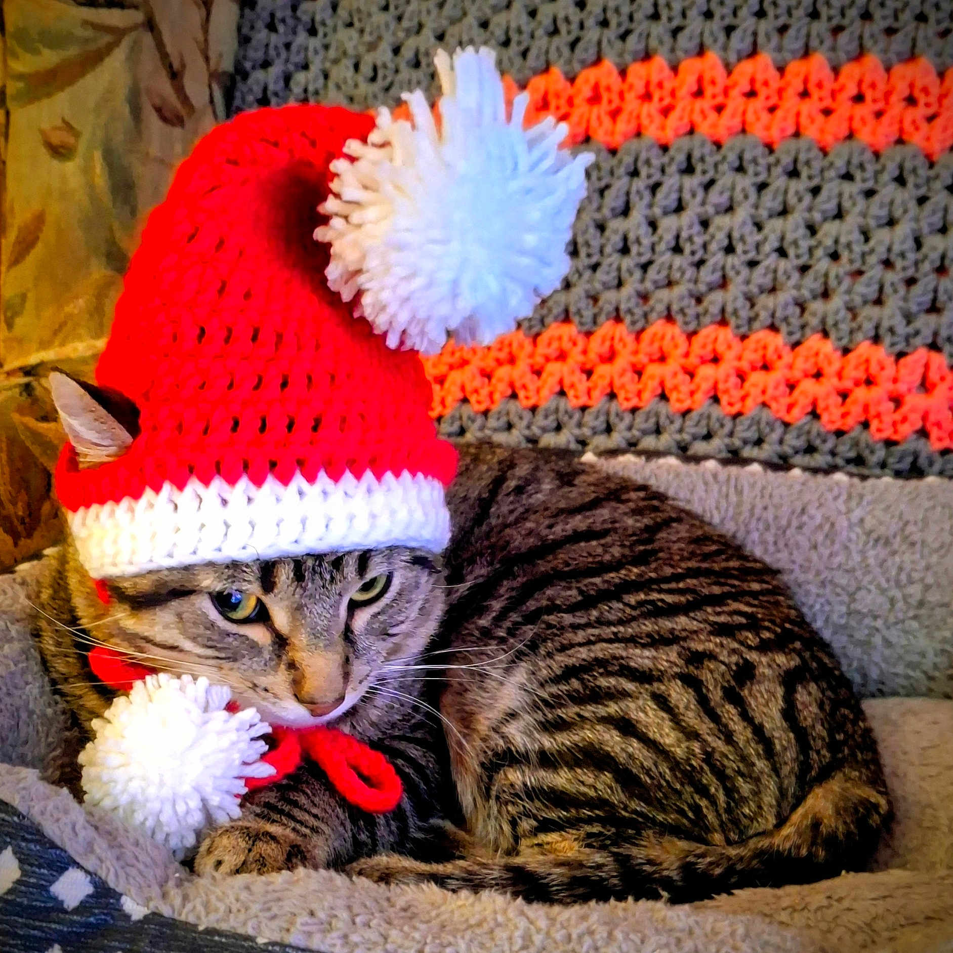 Simba is registered to the contest to win money with this photo: animal, blanket, cat, cozy, crocheted_blanket, cute, ears, festive, fur, holiday, home, indoor, knitted_hat, pet, pom_poms, resting, santa_hat, striped, tabby, whiskers