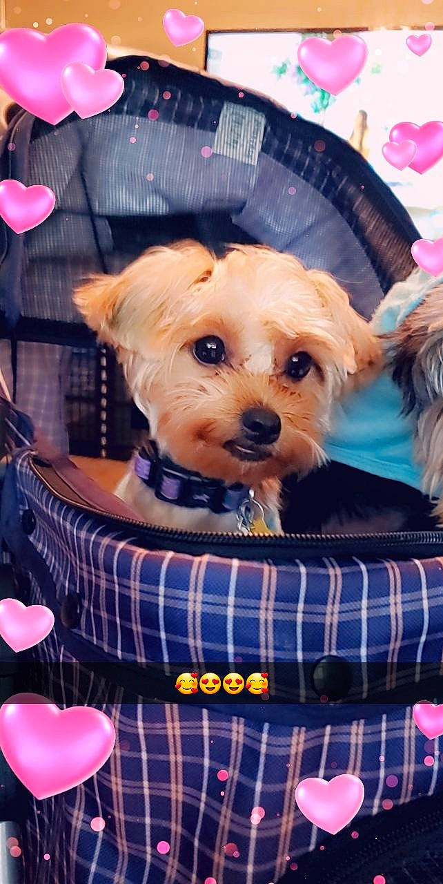 Giselle is registered to the contest to win money with this photo: canidae, carnivore, companion_dog, dog, dog_breed, dog_clothes, maltepoo, mammal, morkie, pink, puppy, puppy_love, rare_breed_dog, small_terrier, snout, terrier, toy_dog, vertebrate, yorkipoo, yorkshire_terrier