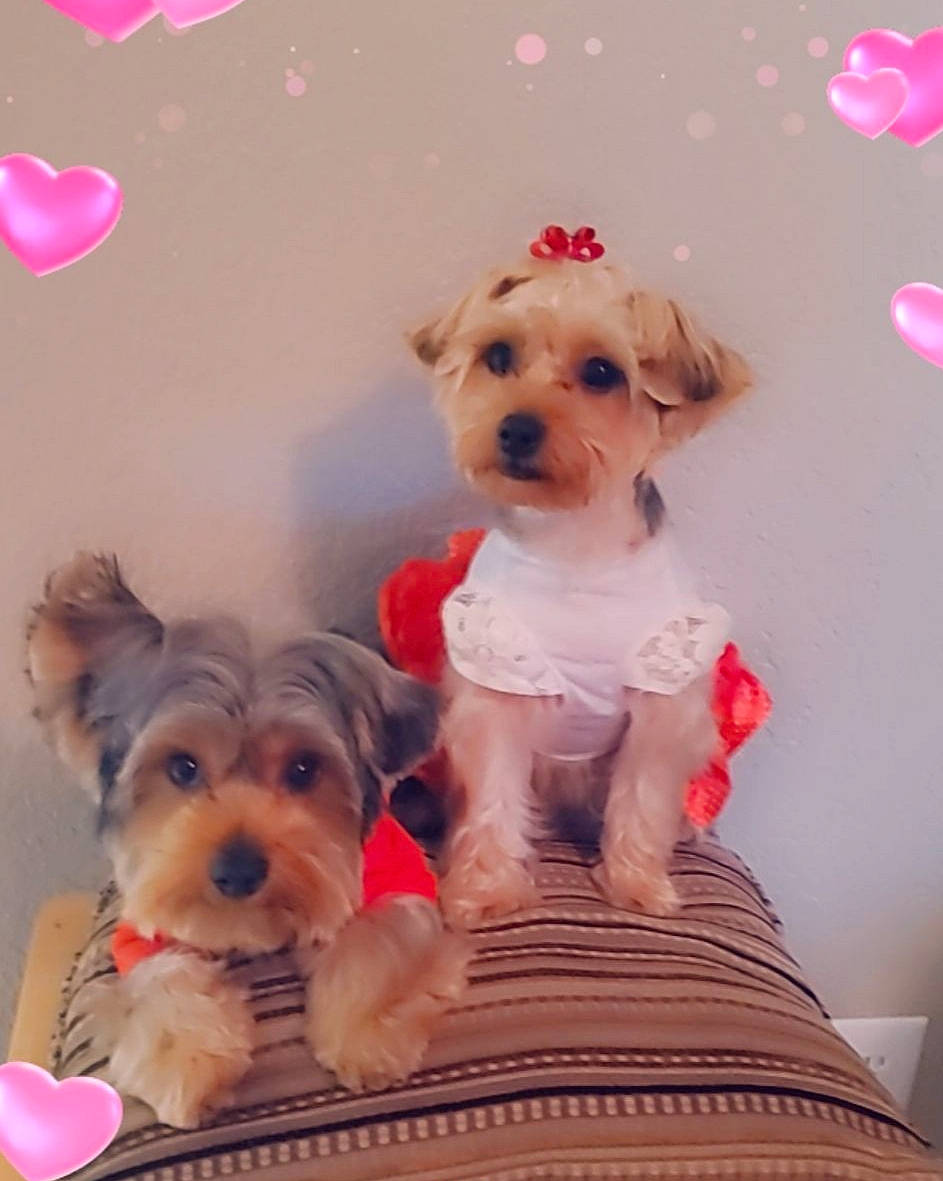 Giselle is registered to the contest to win money with this photo: biewer_terrier, canidae, carnivore, companion_dog, dog, dog_breed, maltepoo, mammal, morkie, puppy, puppy_love, rare_breed_dog, schnoodle, small_terrier, sporting_lucas_terrier, terrier, toy_dog, vertebrate, yorkipoo, yorkshire_terrier