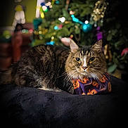 Tilly joined the competition — help win amazing prizes! cat, tabby_cat, bandana, jack_o_lantern, holiday, christmas_tree, ornaments, indoor, pet, feline, blurred_background, decorations, cozy, animal, resting, cute, domestic_cat, fur, whiskers, relaxed