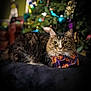 cat, tabby_cat, bandana, jack_o_lantern, holiday, christmas_tree, ornaments, indoor, pet, feline, blurred_background, decorations, cozy, animal, resting, cute, domestic_cat, fur, whiskers, relaxed