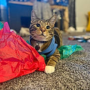 Finn is registered to the contest to win money with this photo: animal, blue_harness, carpet, cat, closeup, curious, cute, domestic_cat, feline, fur, home, indoor, looking, paws, pet, playful, relaxed, tabby, tissue_paper, whiskers