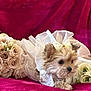 adorable, animal, bouquet, cute, decorative, dog, dress, flowers, fluffy, indoor, pet, pet_clothing, pink_background, portrait, posing, puppy, small_dog, soft_texture, velvet, white_dress