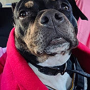 Opale a rejoint le concours — aidez-le/la à gagner de superbes lots ! black_dog, blanket, canine, car_interior, closeup, collar, daylight, dog, ears, fur, leash, looking_up, nose, pet, red_blanket, seat, seatbelt, tan_markings, whiskers, window