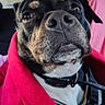 black_dog, blanket, canine, car_interior, closeup, collar, daylight, dog, ears, fur, leash, looking_up, nose, pet, red_blanket, seat, seatbelt, tan_markings, whiskers, window