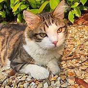 Shadow participe au concours pour gagner de l'argent avec cette photo : animal, cat, closeup, ears, eyes, feline, fur, green_leaves, ground, nature, outdoor, pebbles, pet, relaxed, resting, rocks, sunlight, tabby_cat, whiskers, white_paws