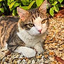 animal, cat, closeup, ears, eyes, feline, fur, green_leaves, ground, nature, outdoor, pebbles, pet, relaxed, resting, rocks, sunlight, tabby_cat, whiskers, white_paws