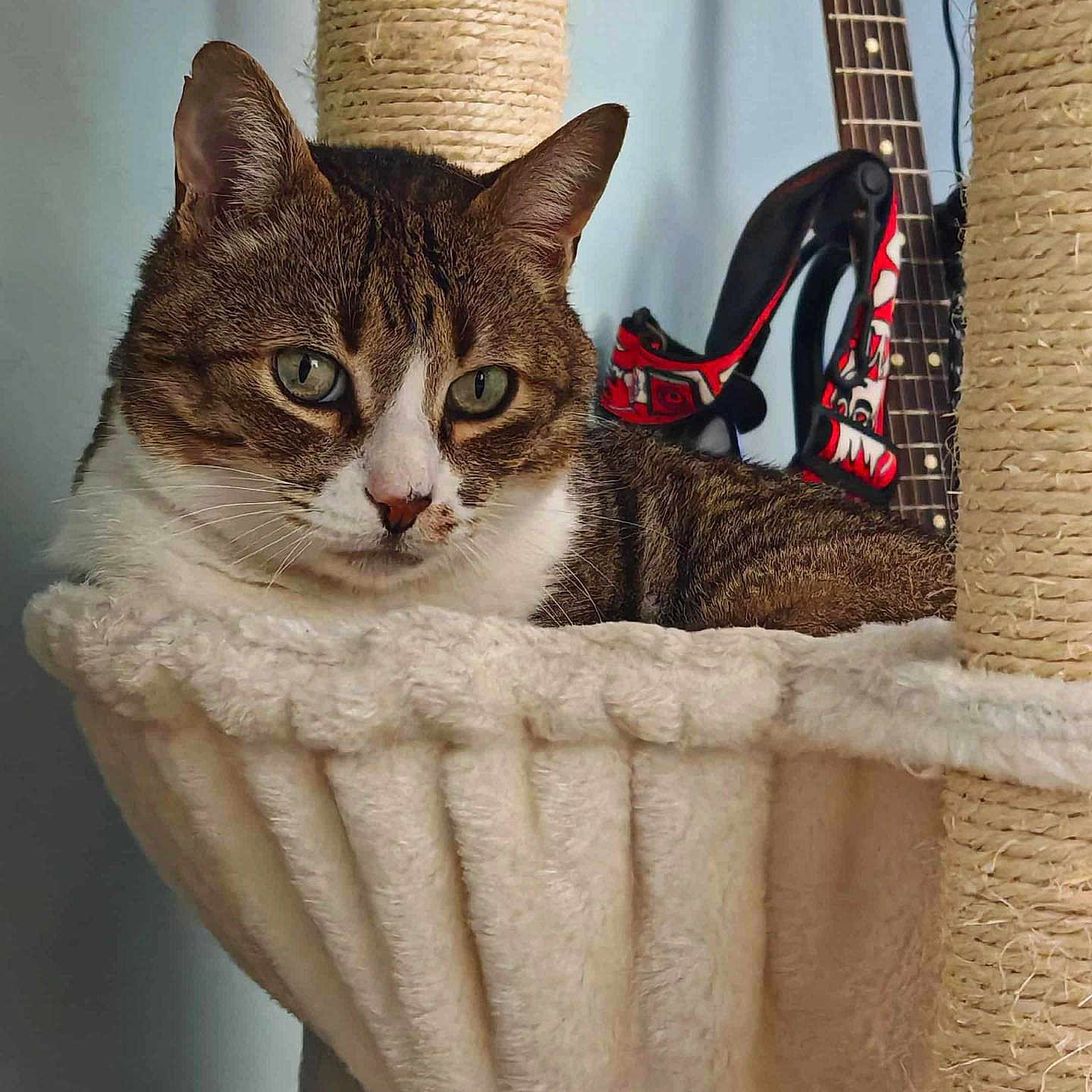 Mutella participe au concours pour gagner de l'argent avec cette photo : animal, cat, cat_tree, close_up, cozy, domestic_cat, ears, fur, furniture, guitar, hammock, high_heel_shoe, household_item, indoor, patterned_shoe, paws, pet, relaxed, tabby_cat, whiskers