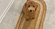 Kenobi is registered to the contest to win money with this photo: animal, black_clothing, brown_dog, clothing, companion, curly_fur, cute, dog, floor, indoor, looking_up, person_feet, pet, rug, small_dog, striped_rug, tile_floor, waiting, wall, white_clothing