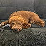 Kenobi joined the competition — help win amazing prizes! animal, brown_dog, canine, chew_toy, comfort, couch, dog, domestic_animal, furry, home, indoor, laying_down, living_room, pet, plush_couch, relaxed, resting, sleepy, soft_texture, toy
