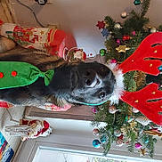 Sharky a rejoint le concours — aidez-le/la à gagner de superbes lots ! carmine, carnivore, christmas, christmas_decoration, christmas_eve, christmas_ornament, christmas_tree, conifer, dog, dog_supply, event, holiday, holiday_ornament, interior_design, ornament, room, toy, tree, window, working_animal