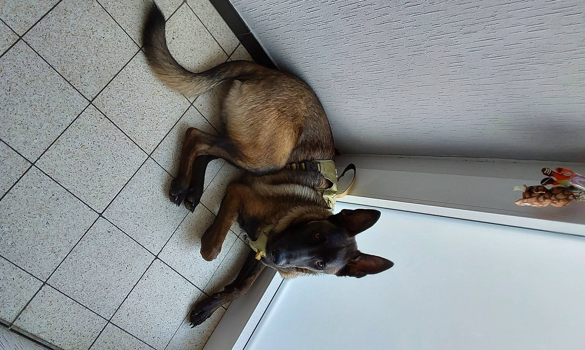 Sharky participe au concours pour gagner de l'argent avec cette photo : brown, canidae, carnivore, claw, companion_dog, dog, dog_breed, fawn, felidae, flooring, fur, liver, metal, paw, pet_supply, small_to_medium_sized_cats, sporting_group, tail, terrestrial_animal, wood