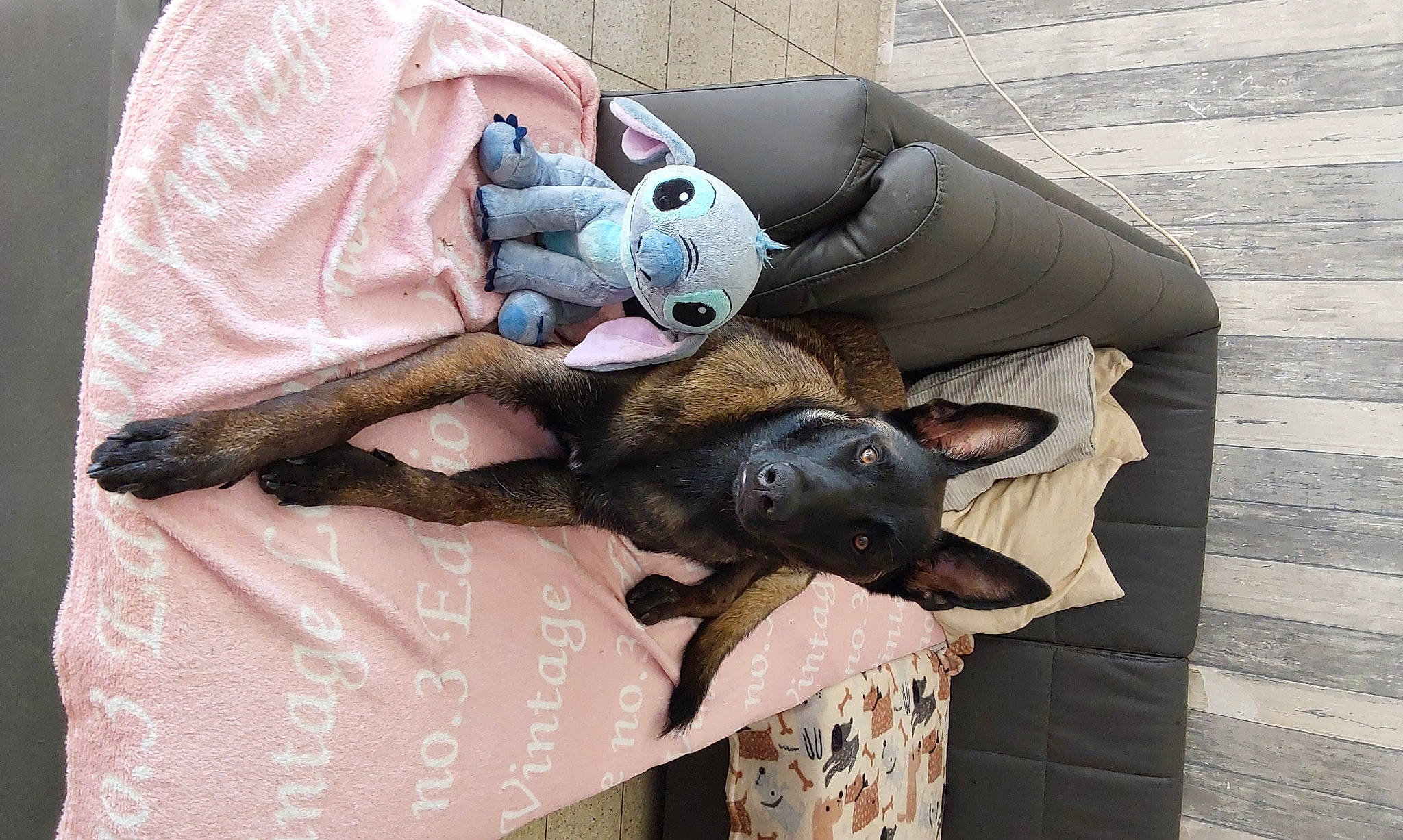 Sharky a rejoint le concours — aidez-le/la à gagner de superbes lots ! canidae, carnivore, comfort, companion_dog, dog, dog_breed, dog_supply, fashion_accessory, fawn, felidae, fur, guard_dog, linens, nap, sitting, small_to_medium_sized_cats, sporting_group, tail, toy_dog, working_animal