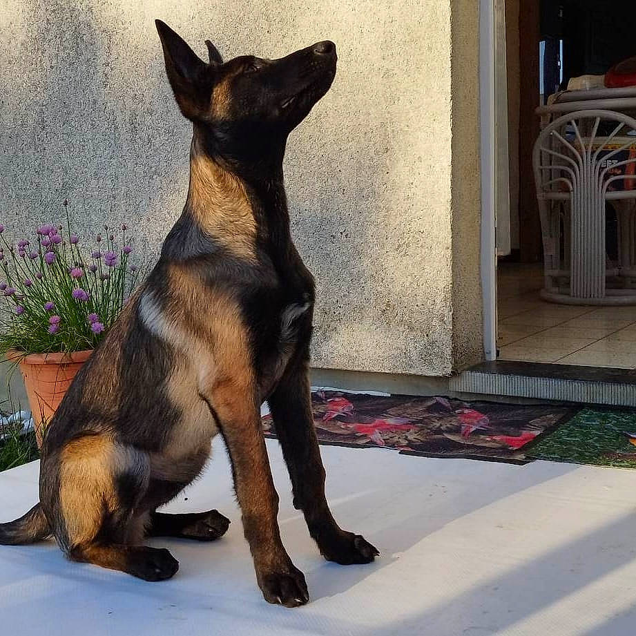 Sharky a rejoint le concours — aidez-le/la à gagner de superbes lots ! ancient_dog_breeds, canidae, carnivore, chair, collar, companion_dog, dog, dog_breed, fawn, guard_dog, non_sporting_group, pet_supply, plant, snout, sporting_group, tail, toy_dog, working_animal, working_dog