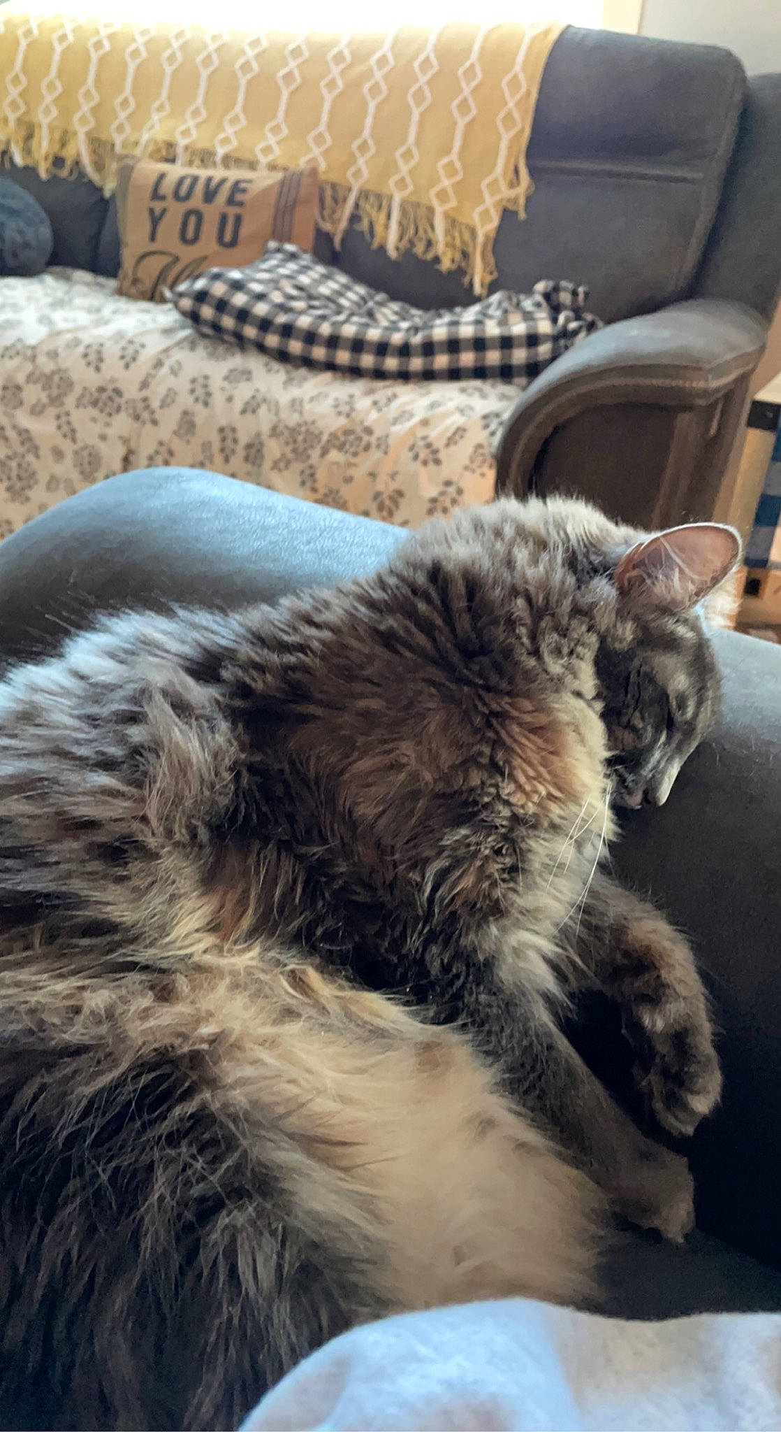 Mia joined the competition — help win amazing prizes! carnivore, cat, chair, claw, comfort, couch, domestic_short_haired_cat, felidae, flooring, fur, furniture, grey, nap, paw, sleep, small_to_medium_sized_cats, snout, tail, textile, whiskers