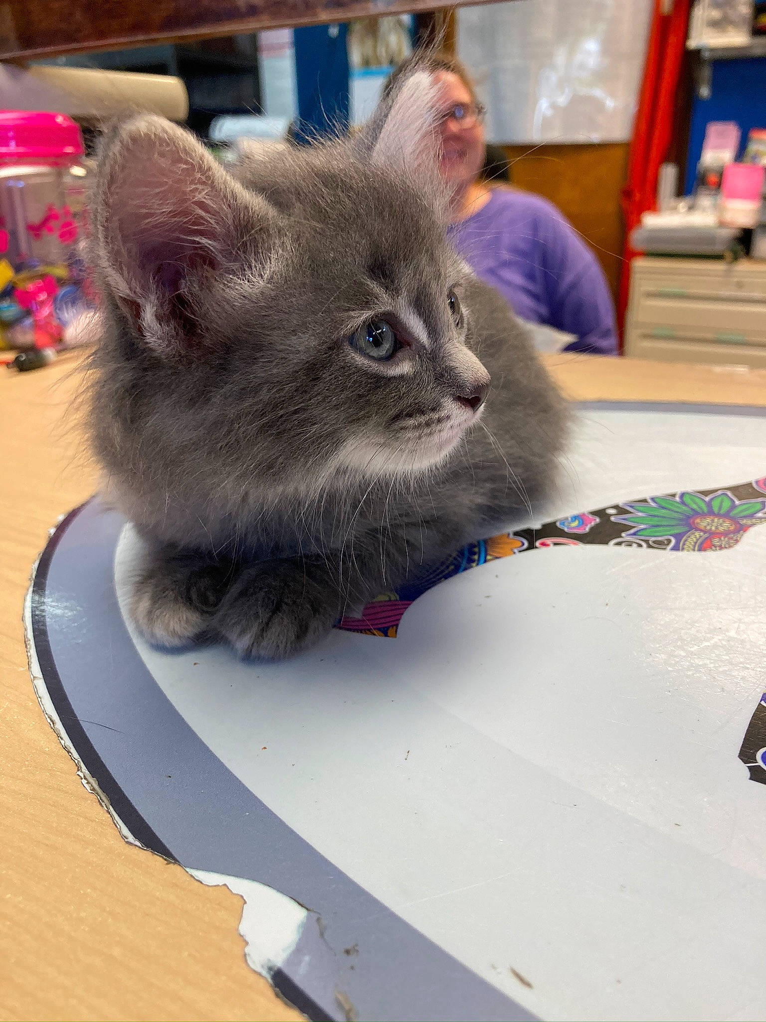 Mia is registered to the contest to win money with this photo: box, carnivore, cat, chair, chartreux, claw, comfort, domestic_short_haired_cat, felidae, flooring, fur, paw, russian_blue, small_to_medium_sized_cats, snout, table, whiskers