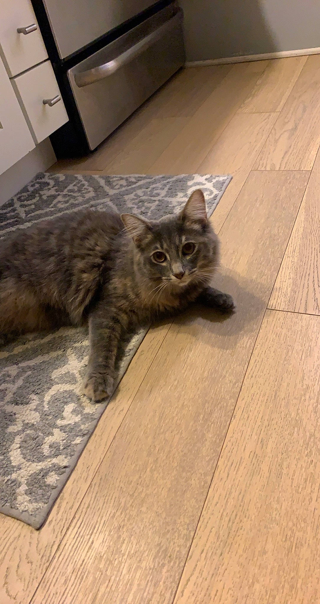 Mia is registered to the contest to win money with this photo: carnivore, cat, comfort, domestic_short_haired_cat, fawn, felidae, floor, flooring, fur, grey, hardwood, laminate_flooring, small_to_medium_sized_cats, snout, tail, terrestrial_animal, whiskers, wood, wood_flooring, wood_stain