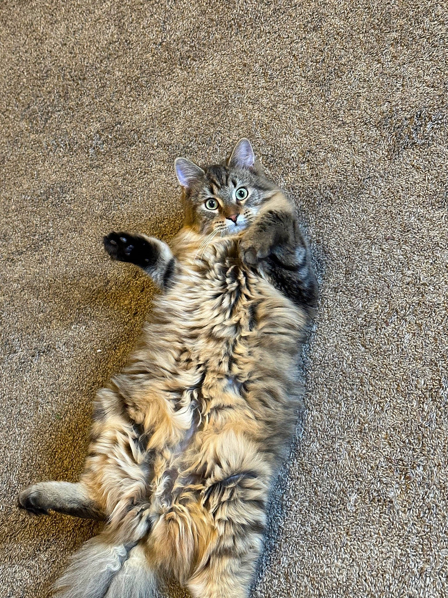 Alex is registered to the contest to win money with this photo: bengal_tiger, big_cats, carnivore, cat, claw, domestic_short_haired_cat, fawn, felidae, fur, grass, paw, road_surface, siberian_tiger, small_to_medium_sized_cats, snout, tail, terrestrial_animal, tiger, whiskers, wildlife