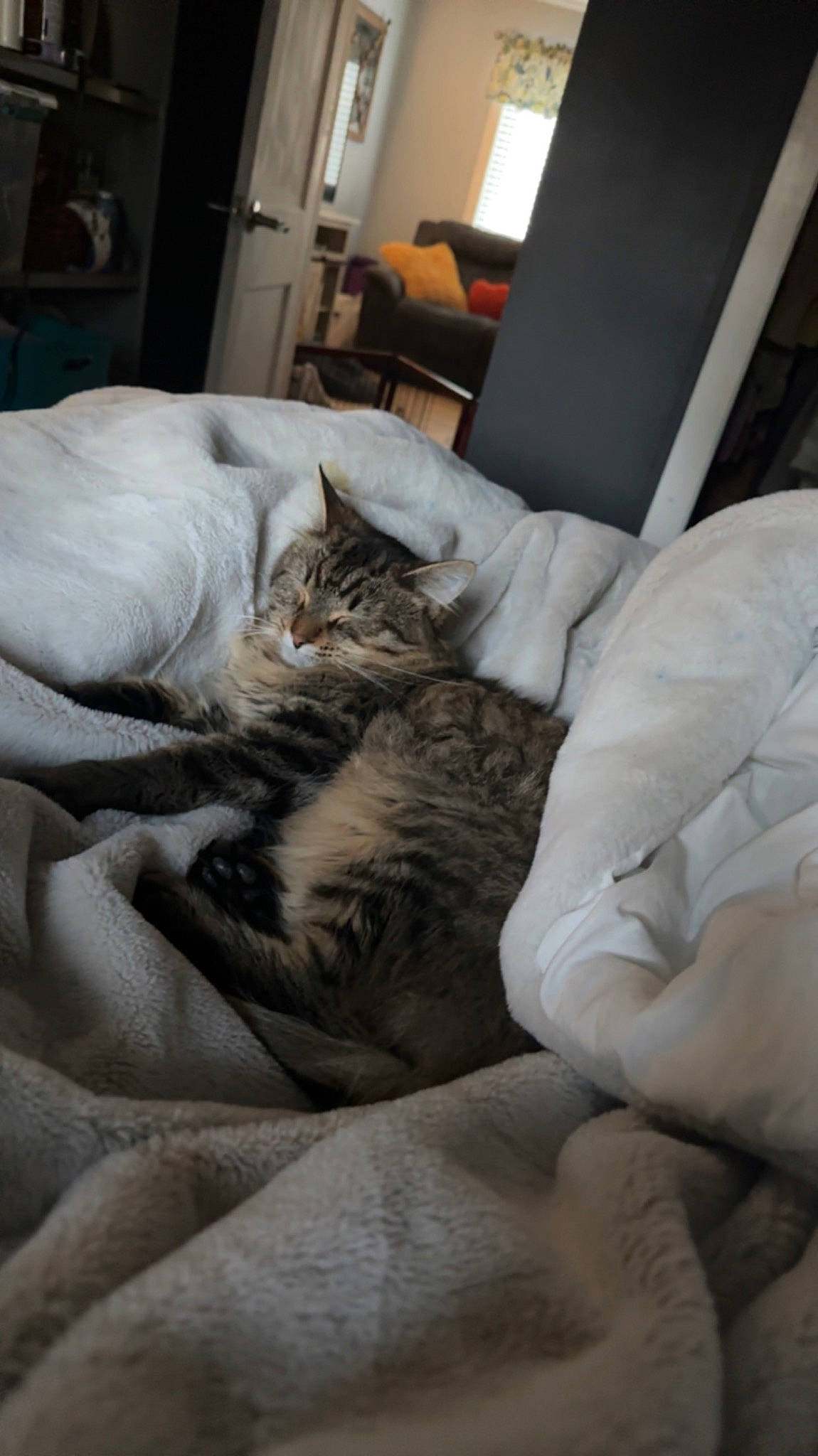 Alejandro joined the competition — help win amazing prizes! bed, bedding, bedroom, carnivore, cat, comfort, domestic_short_haired_cat, duvet, felidae, flooring, fur, grey, hardwood, lamp, linens, living_room, room, small_to_medium_sized_cats, tail, whiskers