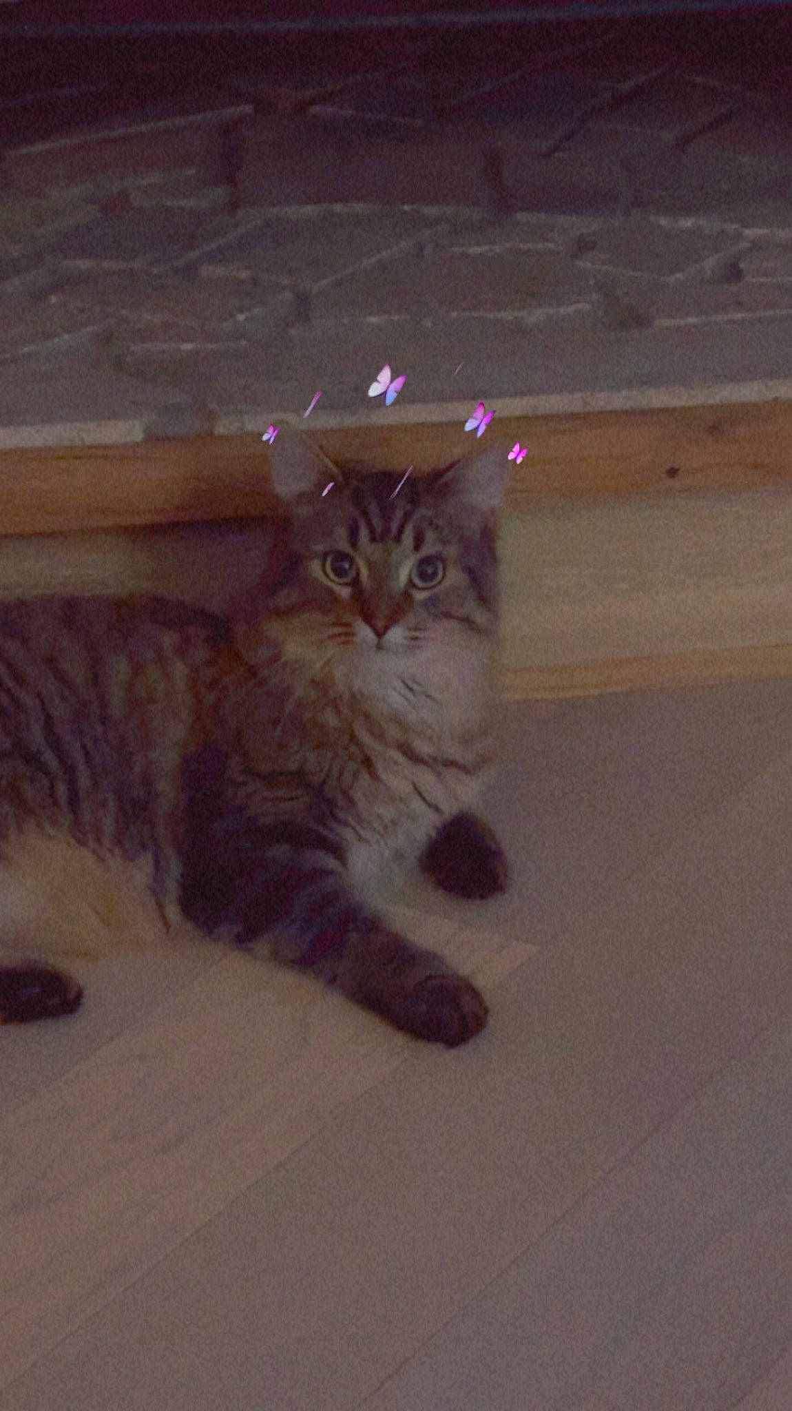 Alejandro is registered to the contest to win money with this photo: carnivore, cat, domestic_short_haired_cat, eye, fawn, felidae, floor, flooring, fur, hardwood, iris, paw, road_surface, small_to_medium_sized_cats, snout, tail, terrestrial_animal, whiskers, window, wood