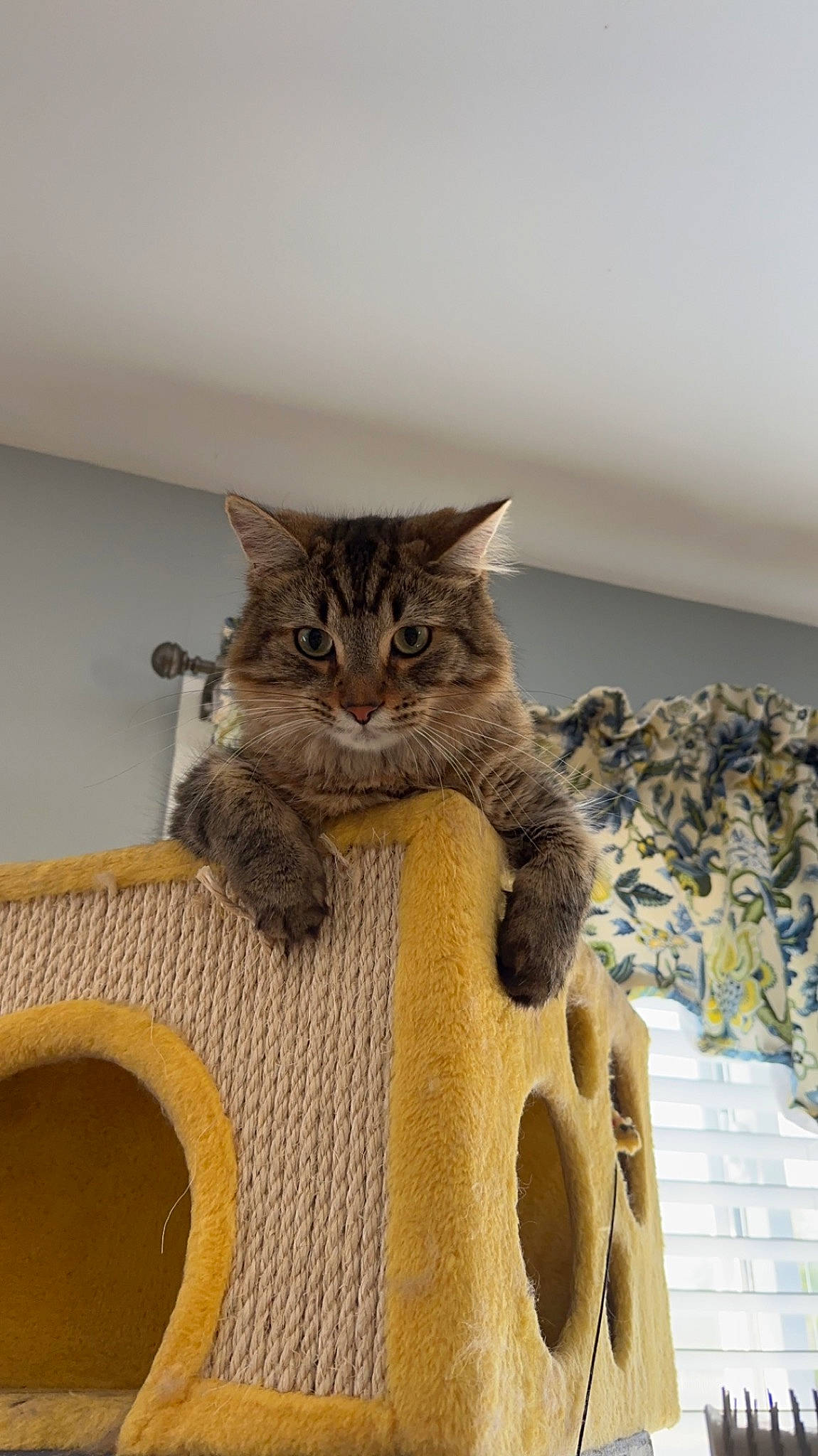 Alejandro is registered to the contest to win money with this photo: art, carnivore, cat, cat_furniture, cat_supply, comfort, domestic_short_haired_cat, fawn, felidae, flooring, fur, grey, hardwood, linens, pet_supply, room, small_to_medium_sized_cats, tail, whiskers, wood