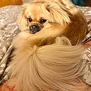 Ulann participe au concours pour gagner de l'argent avec cette photo : animal, bed, canine, companion, cozy, curled_up, cute, dog, domestic_animal, fluffy, fur, golden, indoor, looking_back, lying_down, pet, resting, sleepy, soft, tail